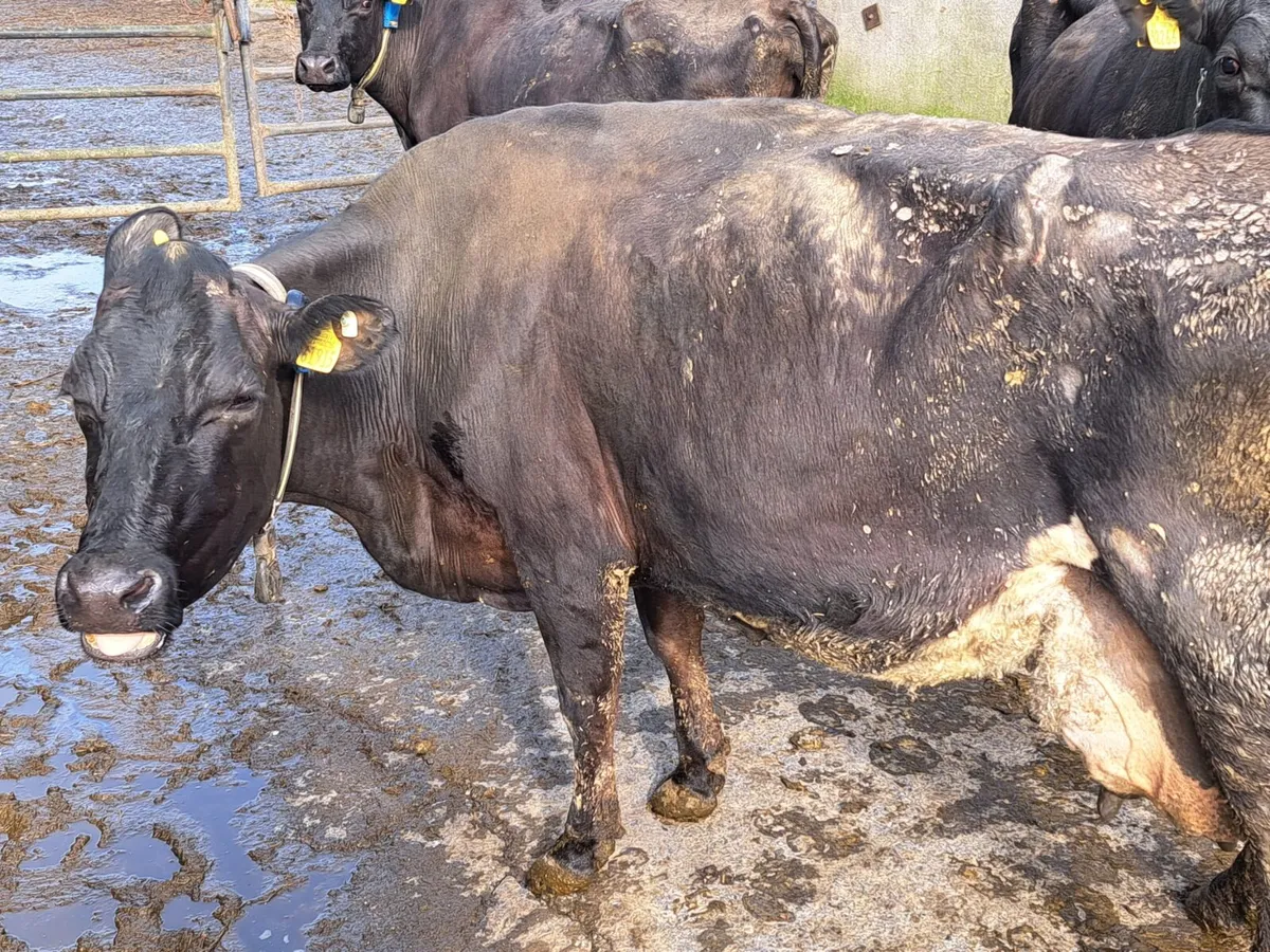 4 Cows For Sale - Image 3