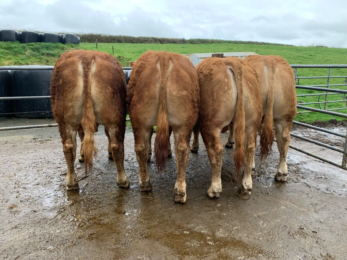 PBR Limousin Bulls For Sale - Image 1