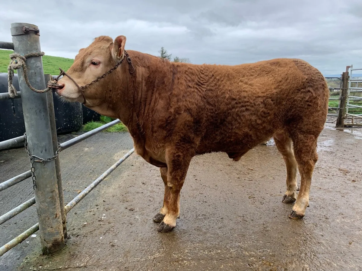 PBR Limousin Bulls For Sale - Image 2
