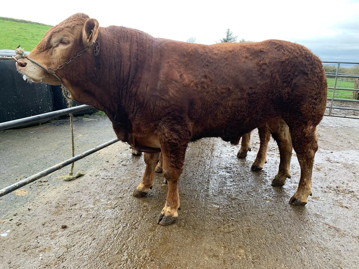 PBR Limousin Bulls For Sale - Image 4