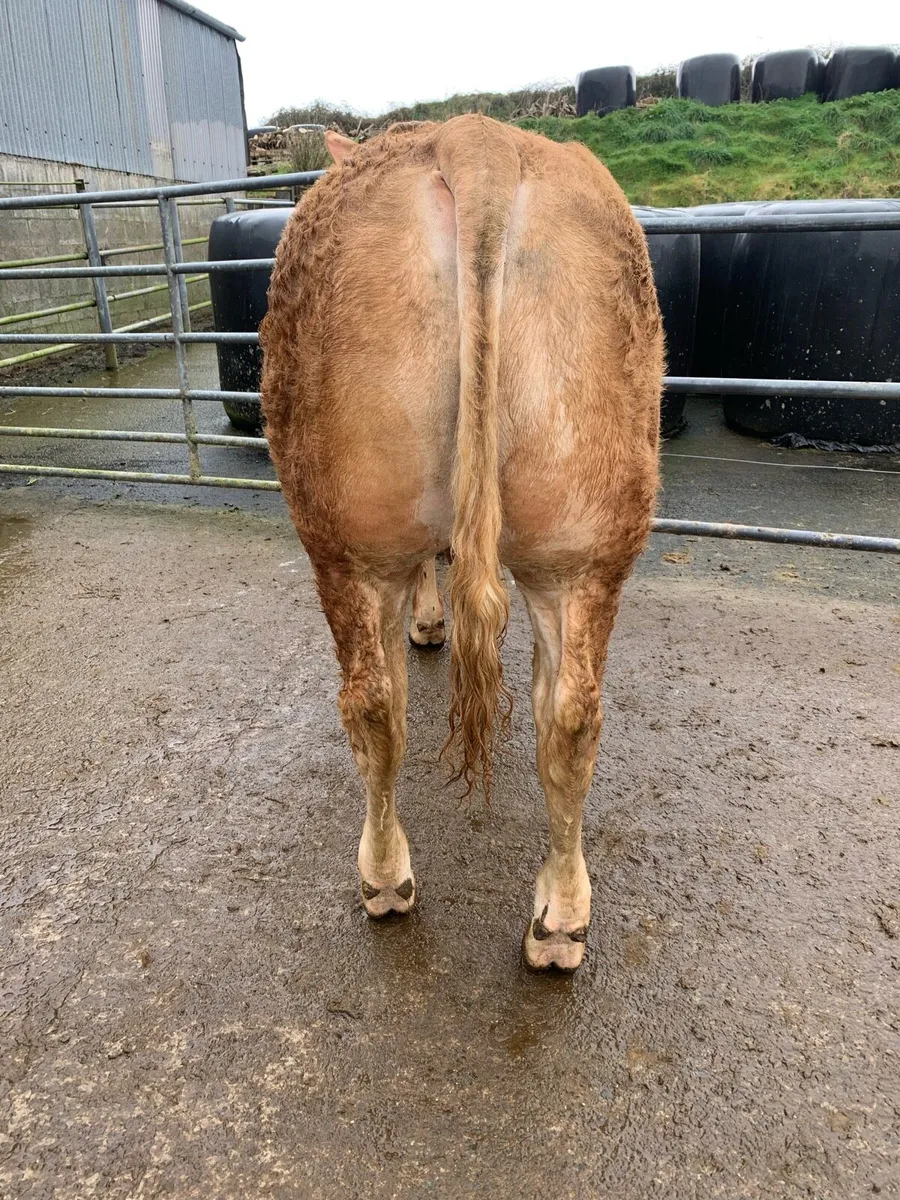 PBR Limousin Bulls For Sale - Image 3