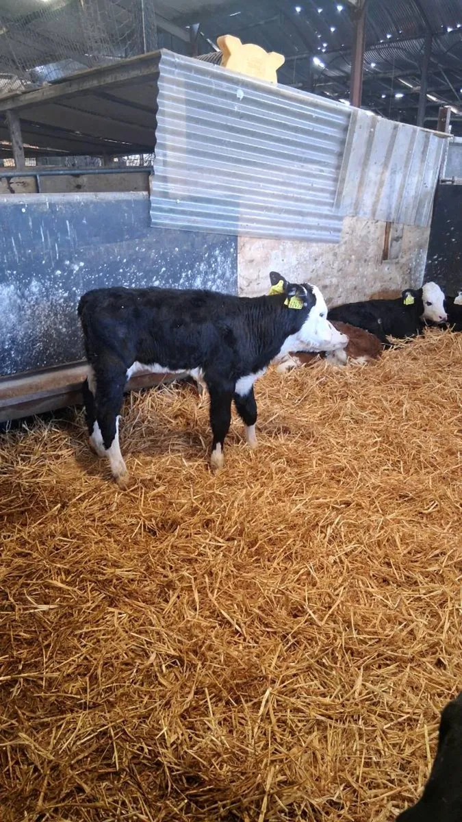 Hereford calves - Image 2