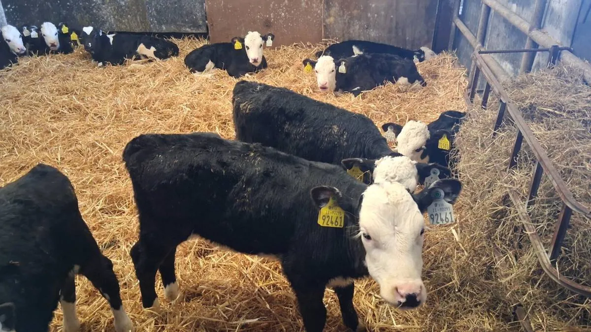 Hereford calves - Image 3