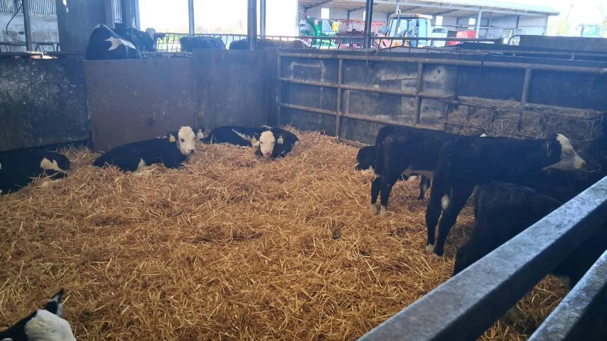 Hereford calves - Image 4