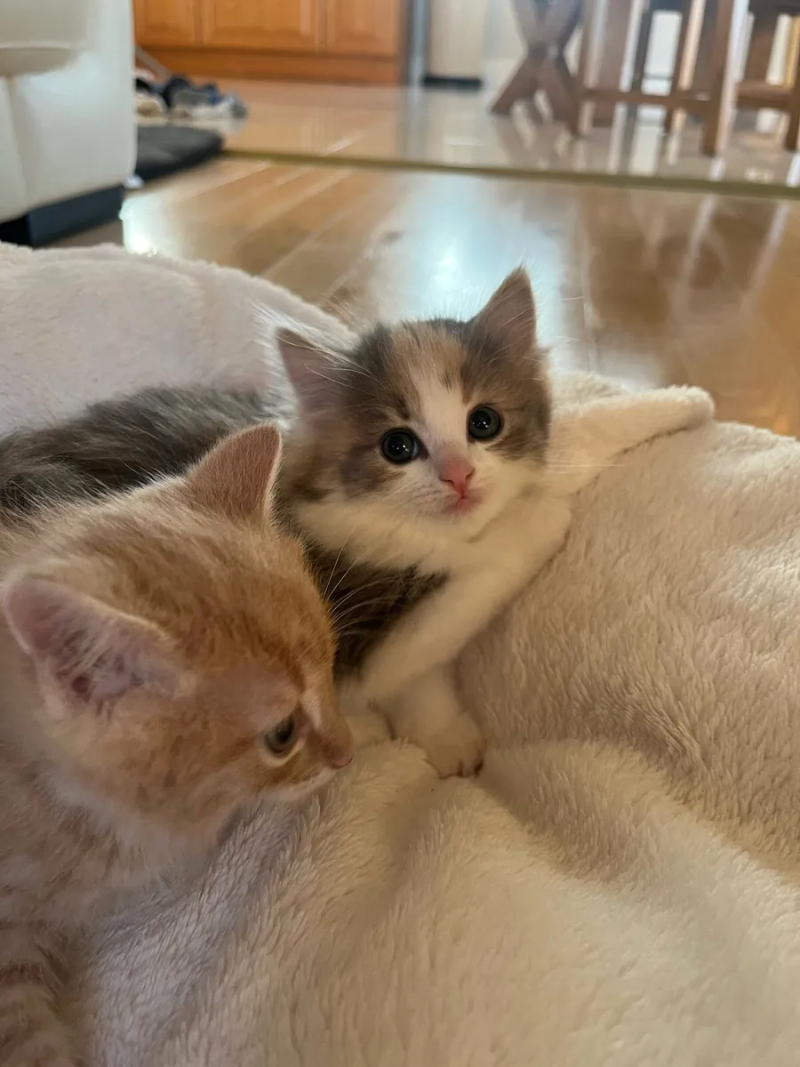 3 gorgeus kittens - Image 4