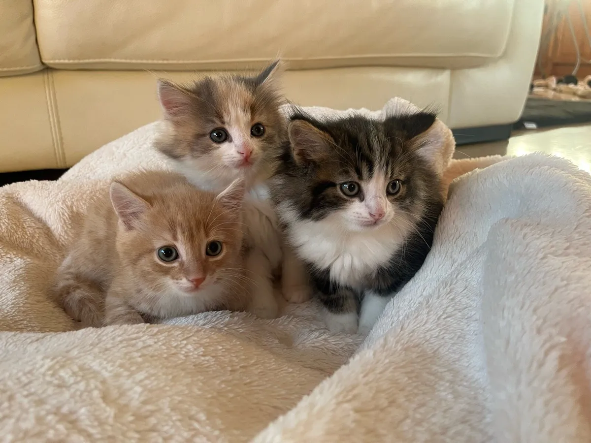 3 gorgeus kittens - Image 1