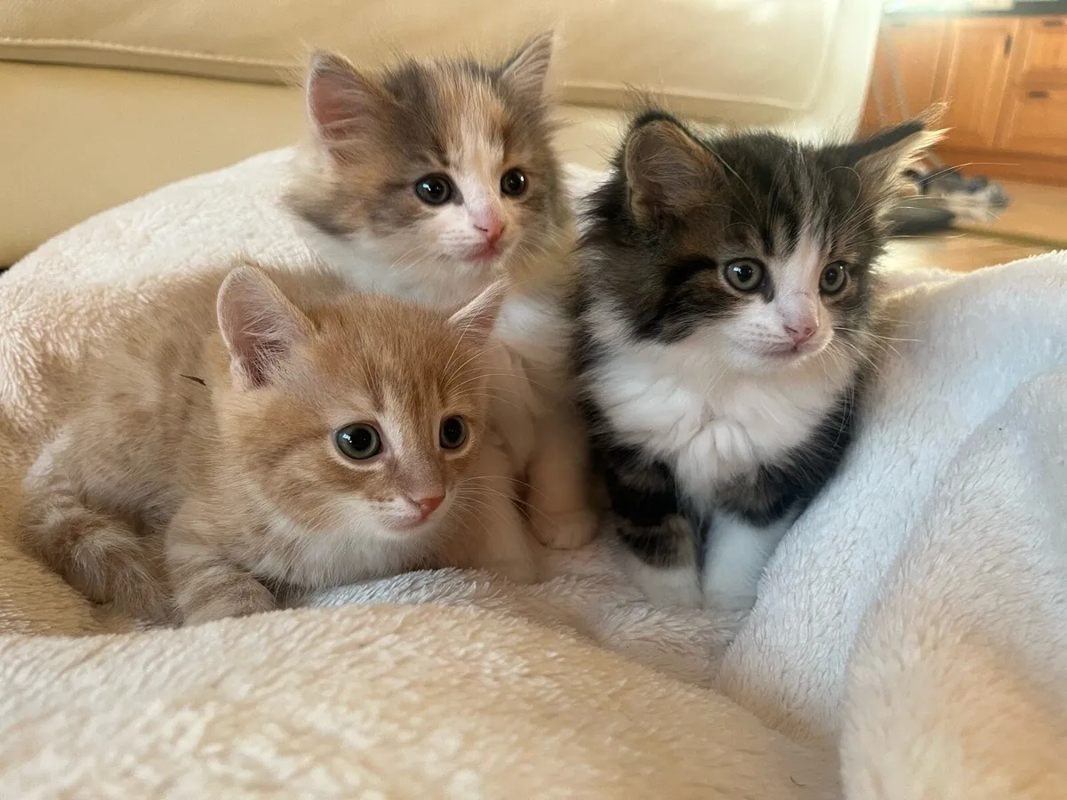 3 gorgeus kittens - Image 2