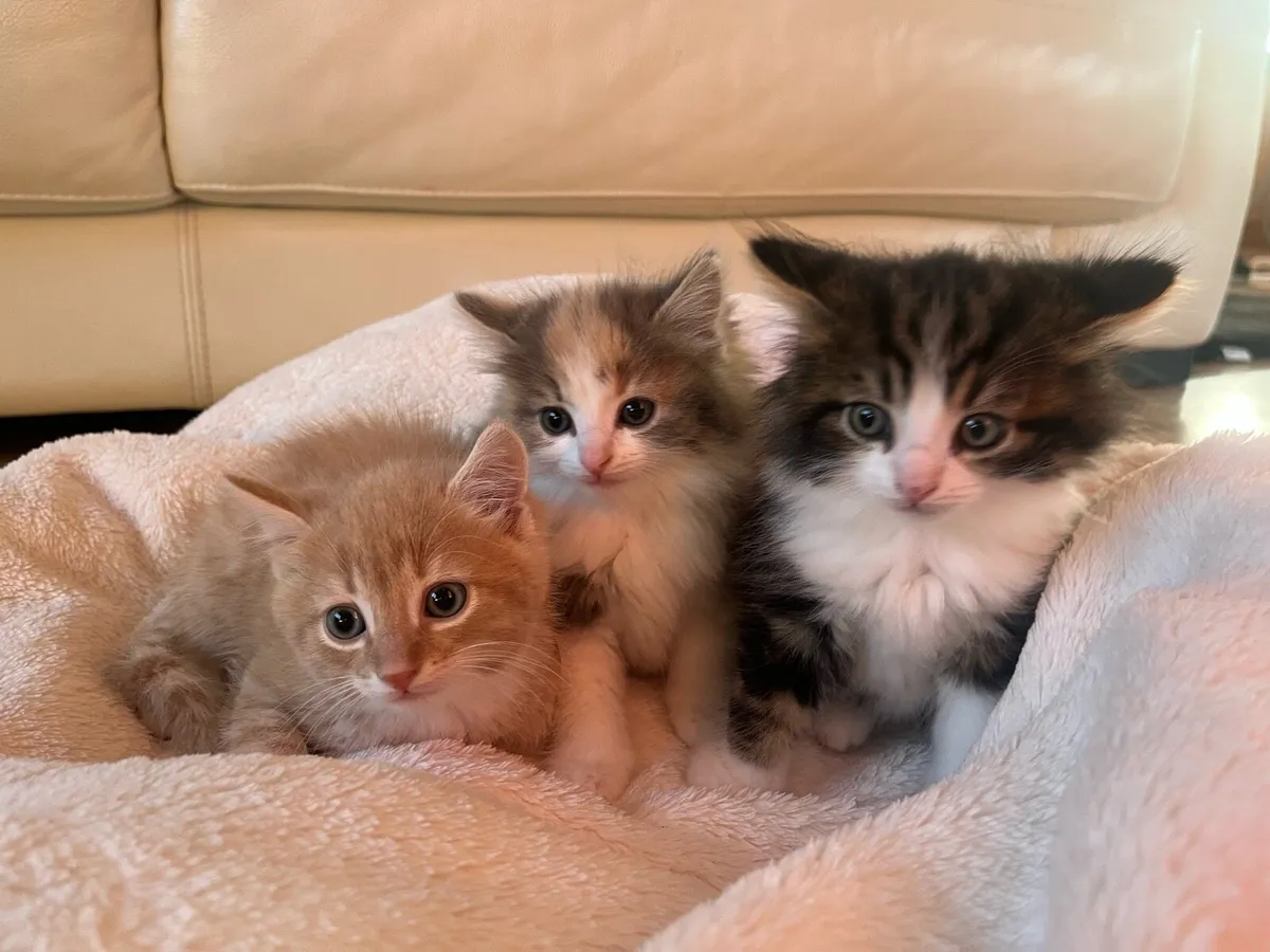 3 gorgeus kittens - Image 3