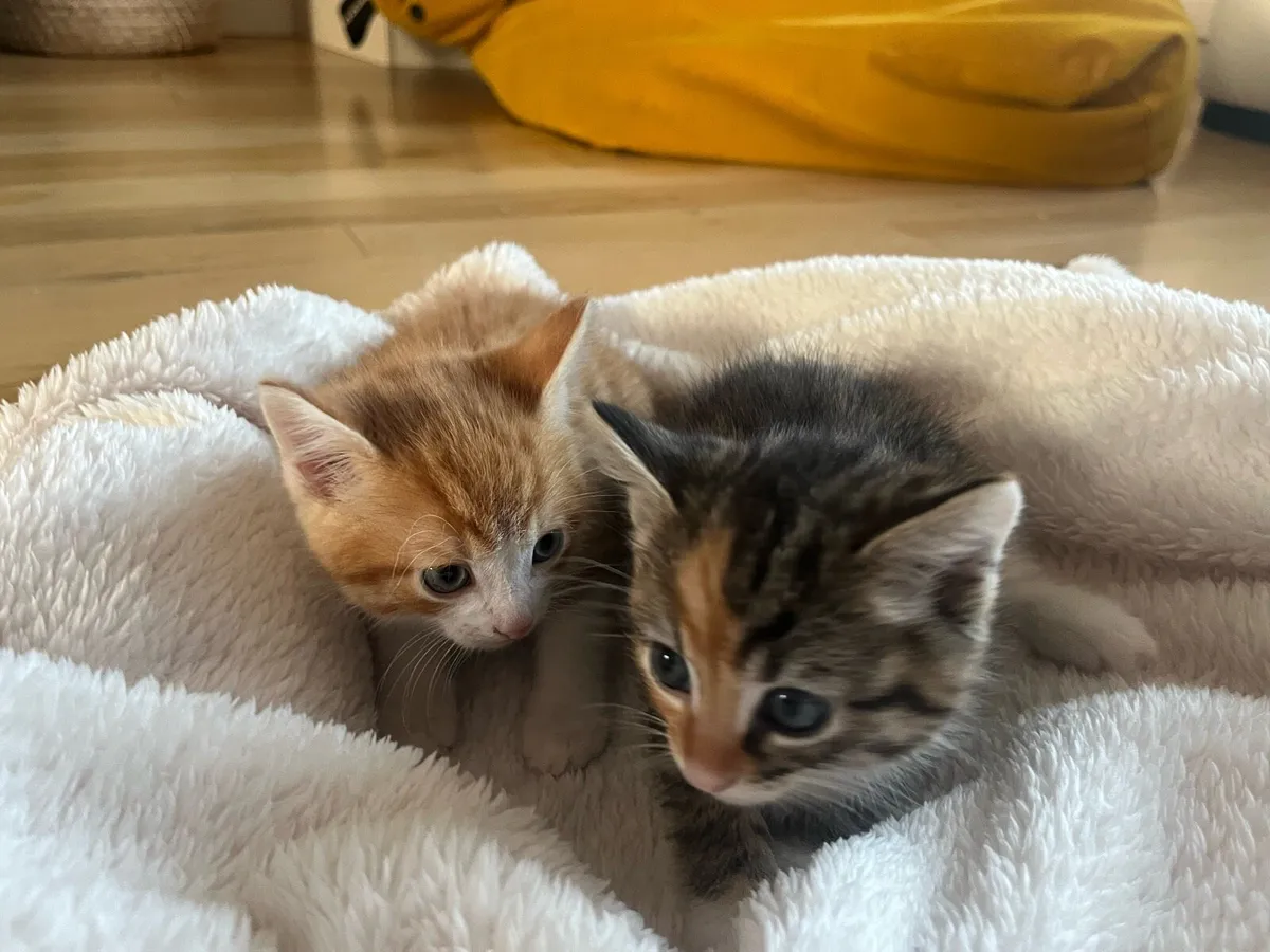 2 gorgeous kittens - Image 1