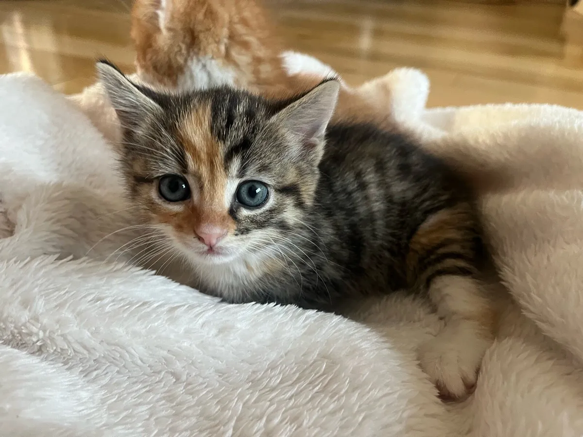 2 gorgeous kittens - Image 2