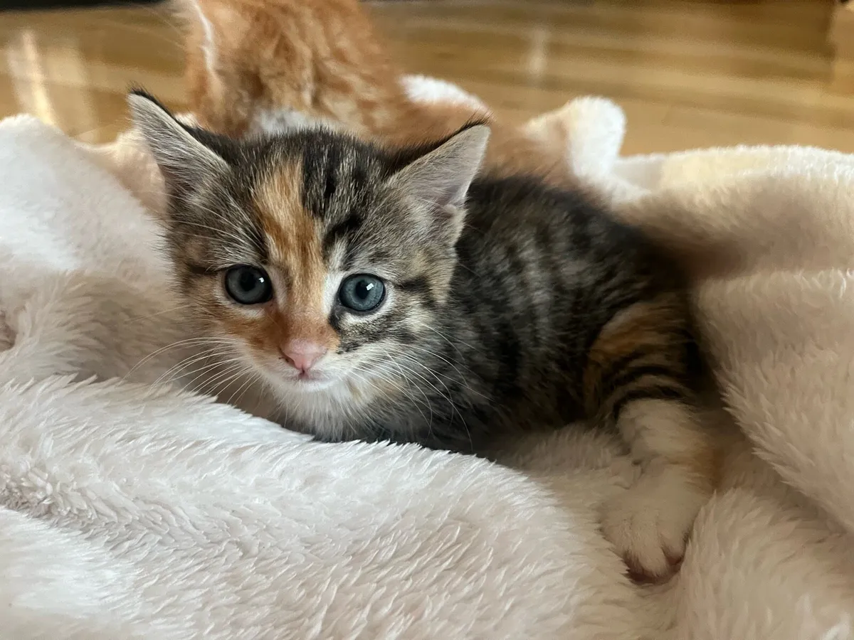 2 gorgeous kittens - Image 3