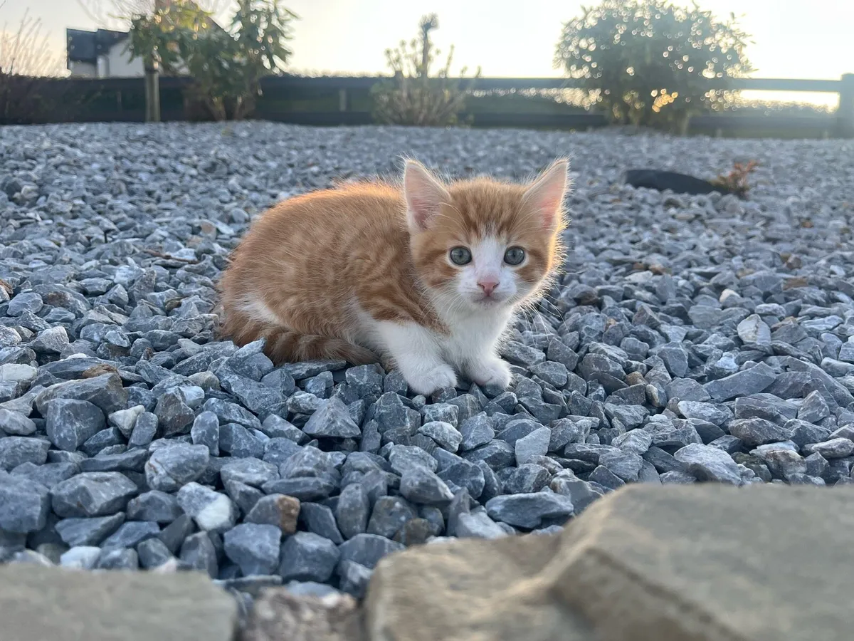 2 gorgeous kittens - Image 4