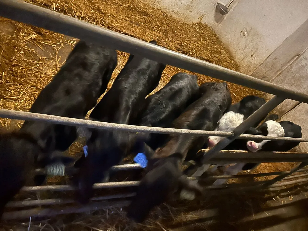 Limousin Heifer calves - Image 2