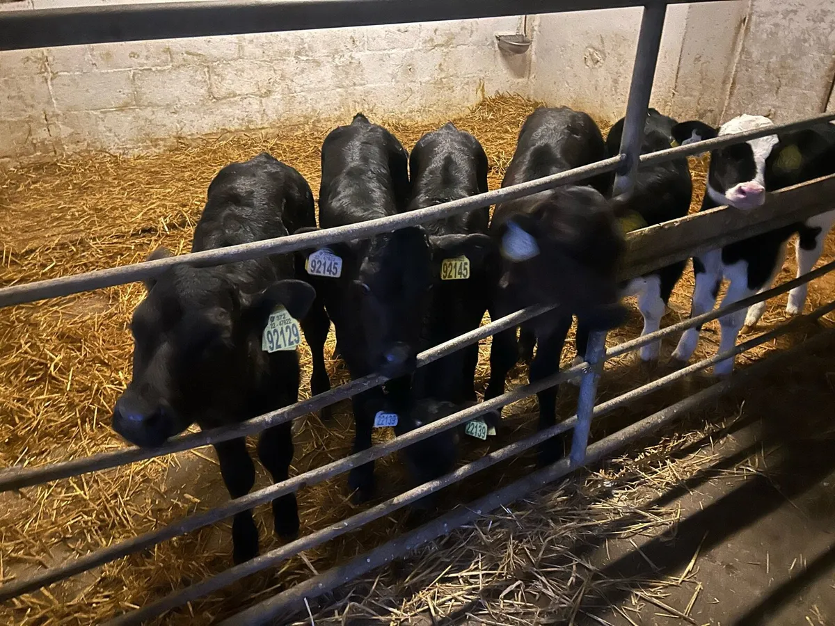 Limousin Heifer calves - Image 1