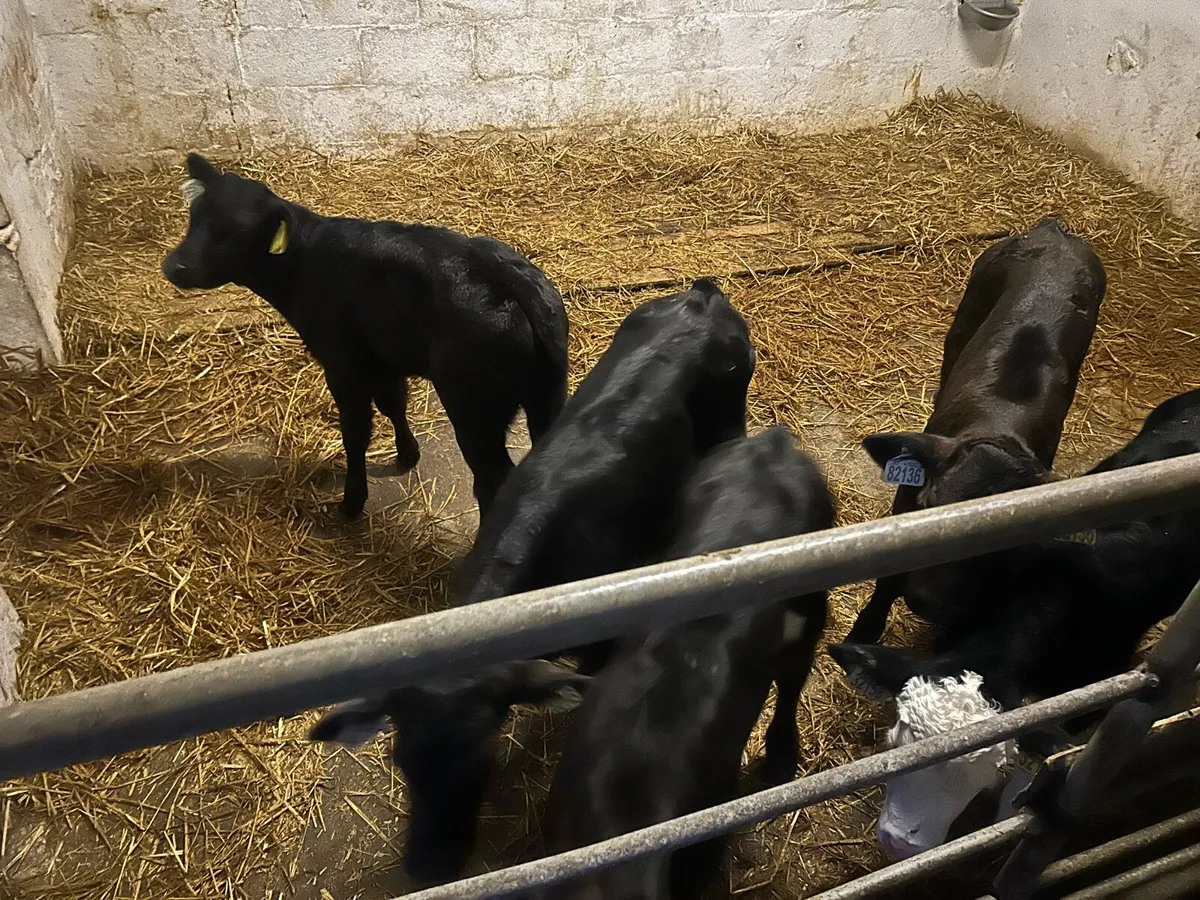 Limousin Heifer calves - Image 3