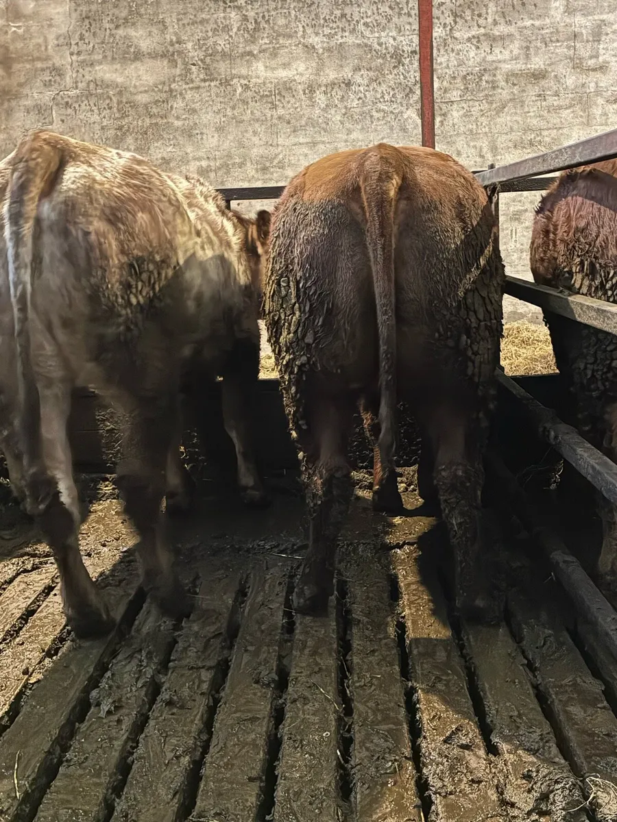 💥 Simmental X Heifers 💥 - Image 2