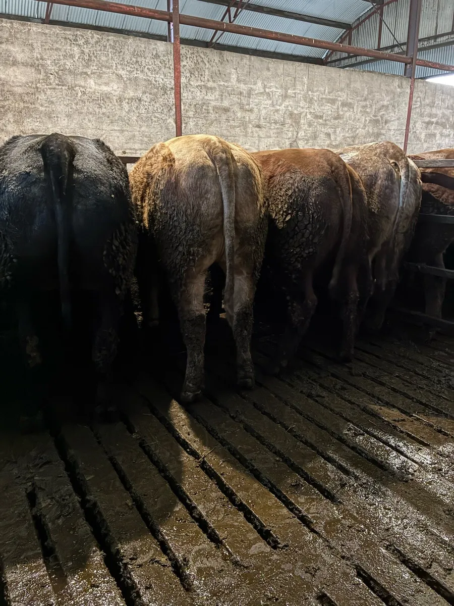 💥 Simmental X Heifers 💥 - Image 3