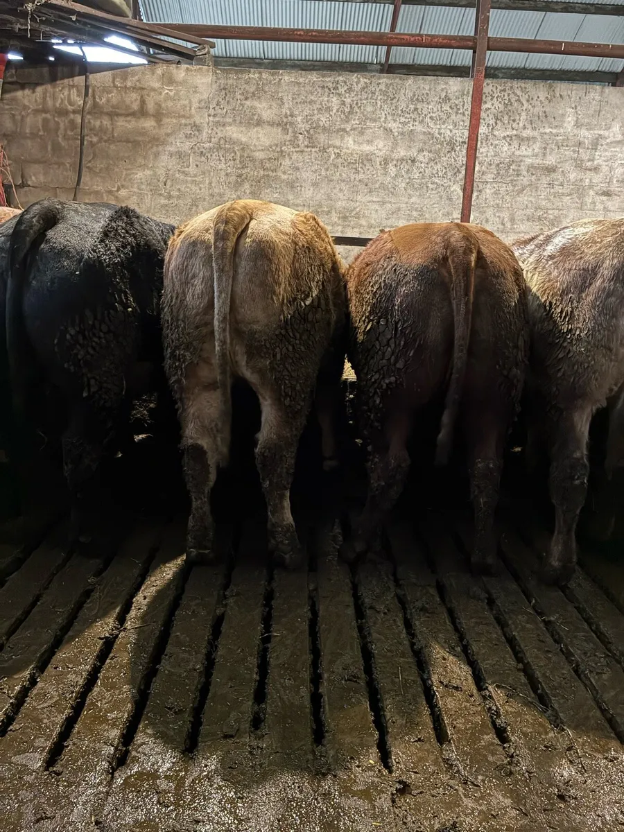 💥 Simmental X Heifers 💥 - Image 4