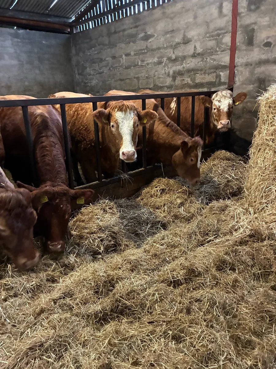 💥 Simmental X Heifers 💥 - Image 1