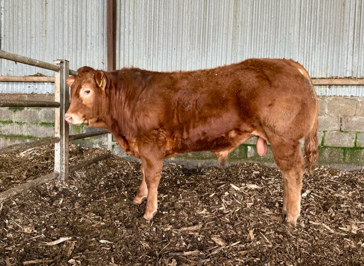Yearling ped Limousin bull - Image 2