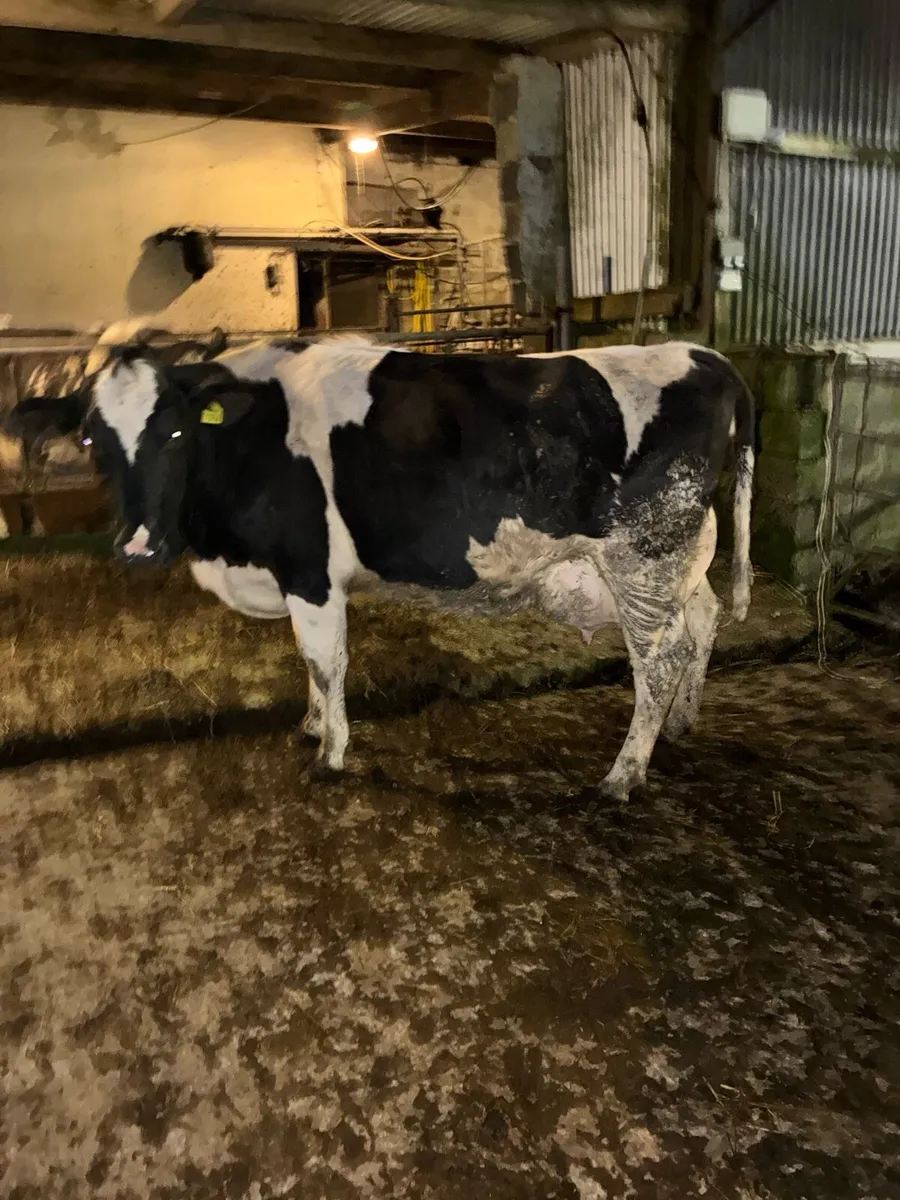 Young fresian cows - Image 1