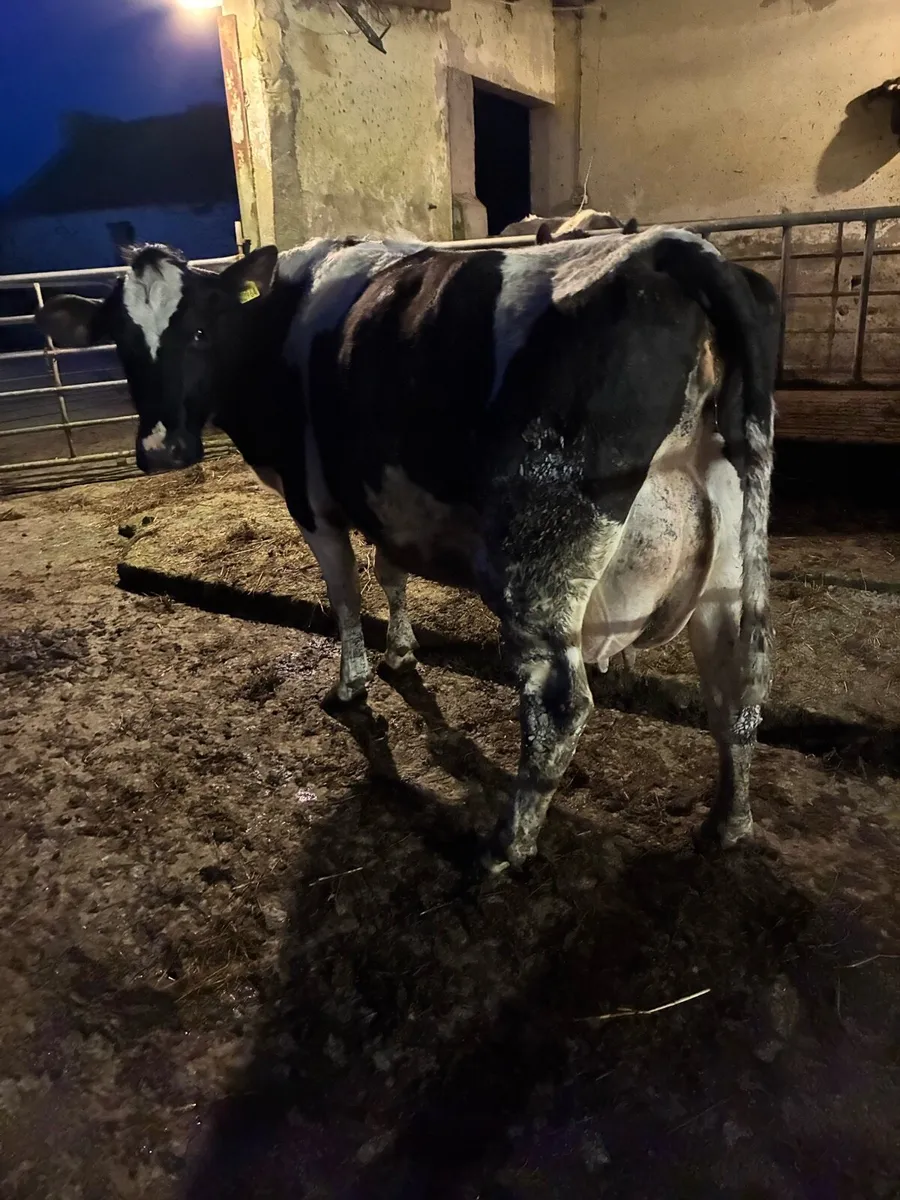 Young fresian cows - Image 2