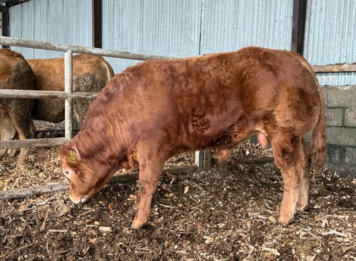 Yearling ped Limousin bull - Image 1