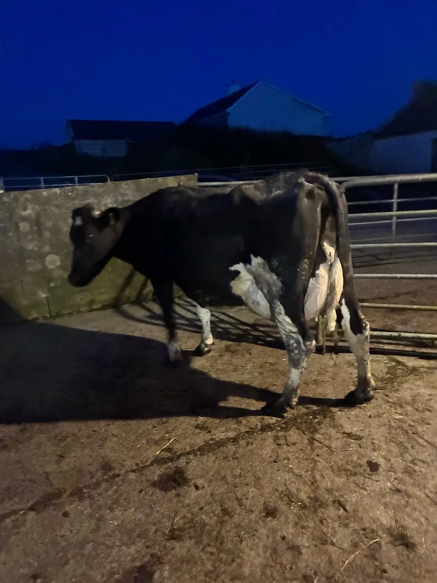 Young fresian cows - Image 4