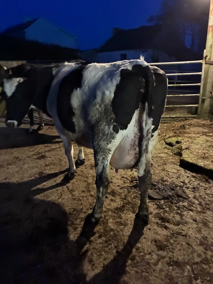 Young fresian cows - Image 3