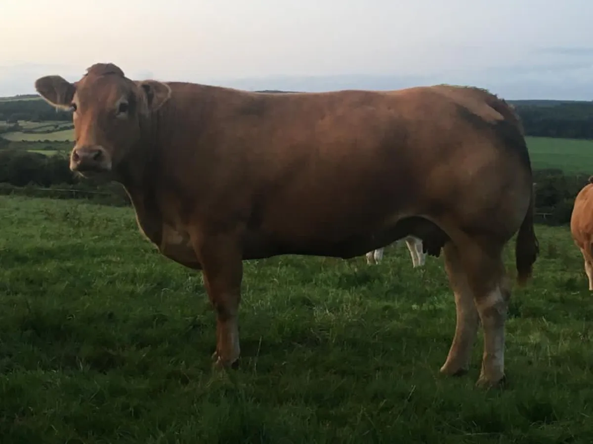 Yearling ped Limousin bull - Image 3