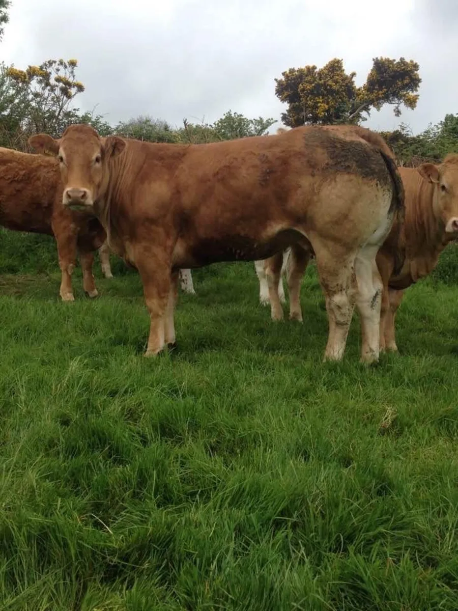 Yearling ped Limousin bull - Image 4