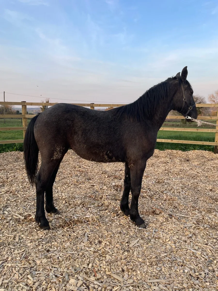 Irish Draught Filly Yearling - Image 1