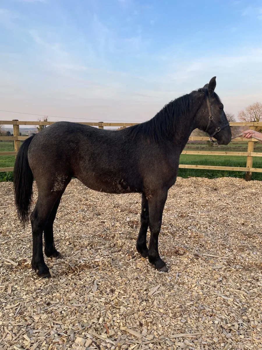 Irish Draught Filly Yearling - Image 2