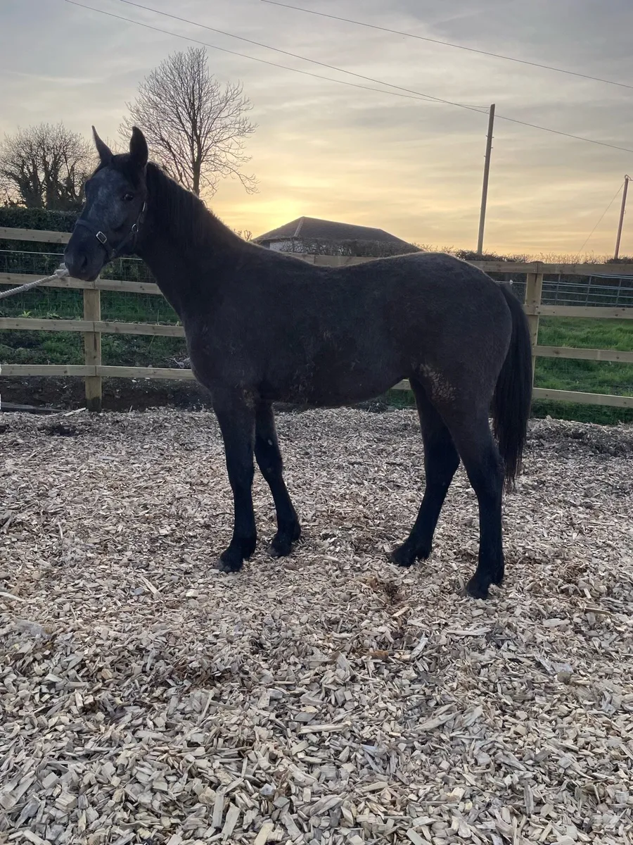 Irish Draught Filly Yearling - Image 3