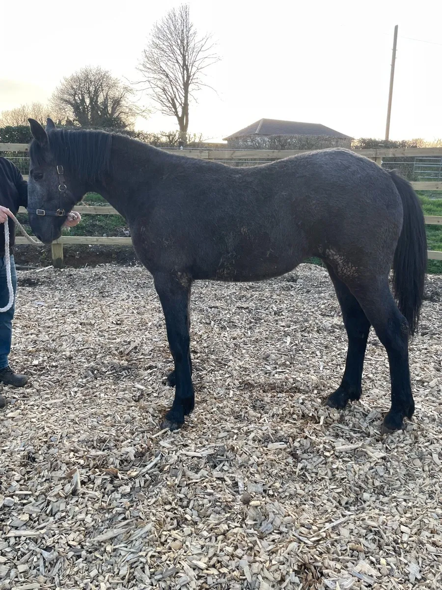 Irish Draught Filly Yearling - Image 4