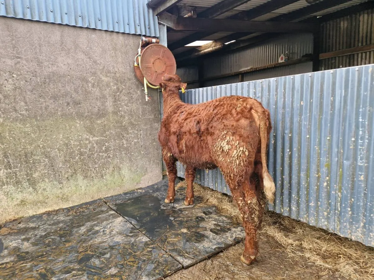 Saler Breeding Heifers - Image 3