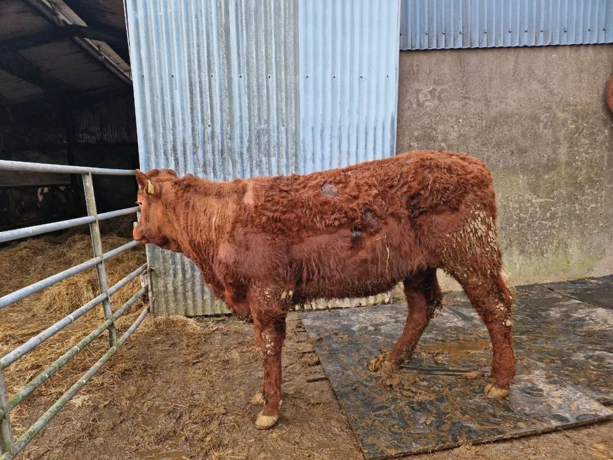 Saler Breeding Heifers - Image 2