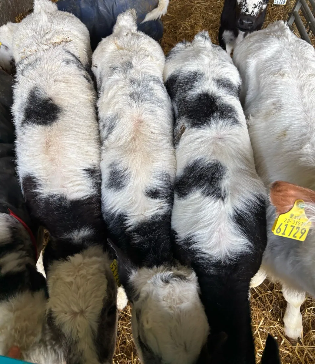 Quality Belgian blue calves - Image 1