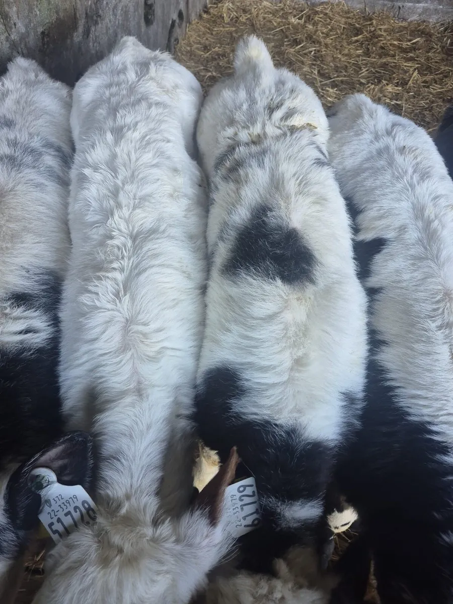 Quality Belgian blue calves - Image 2