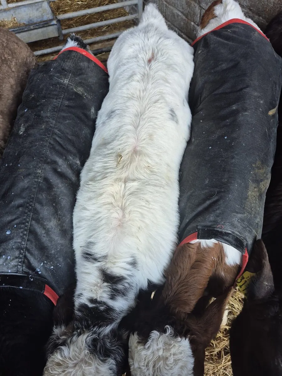 Quality Belgian blue calves - Image 3