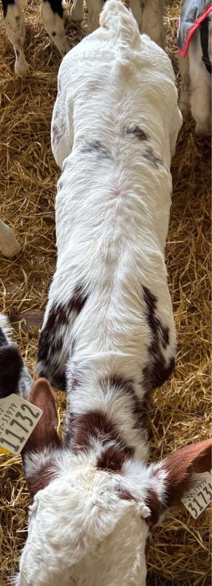 Quality Belgian blue calves - Image 4