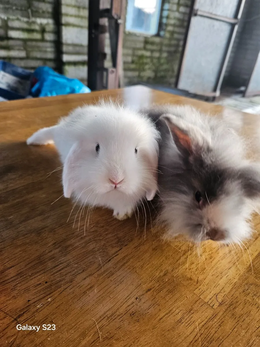 Baby rabbits - Image 1