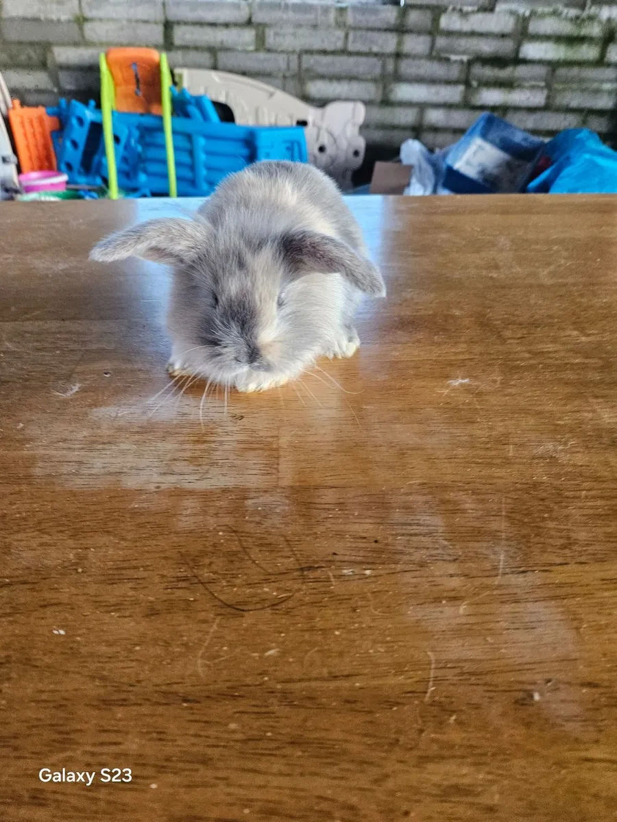 Baby rabbits - Image 3