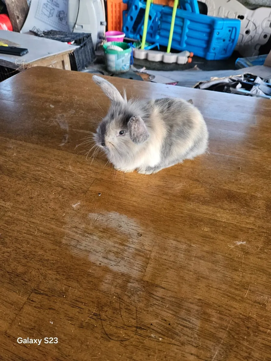 Baby rabbits - Image 4