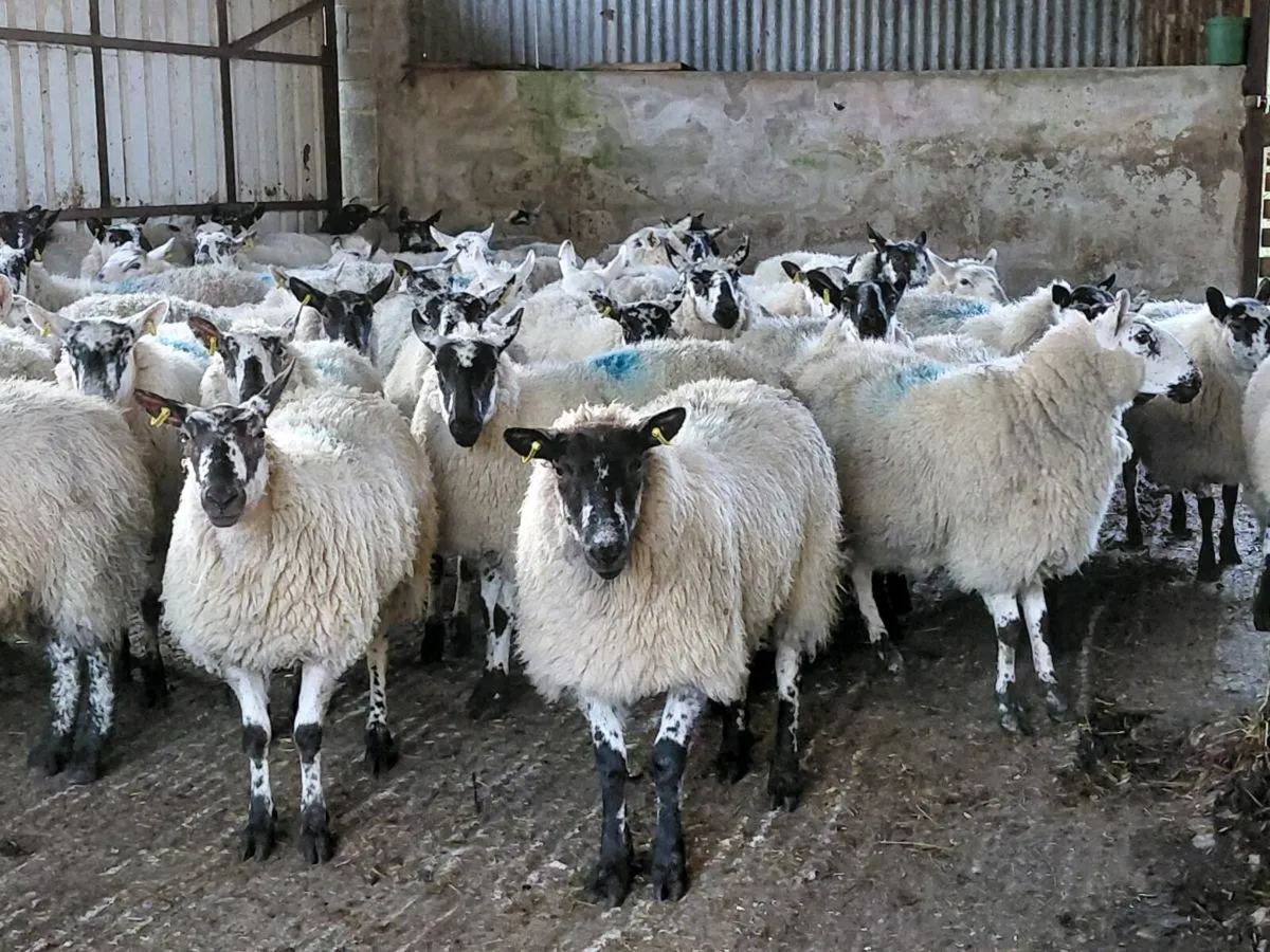 Ewe lambs Hoggot breeders. - Image 1