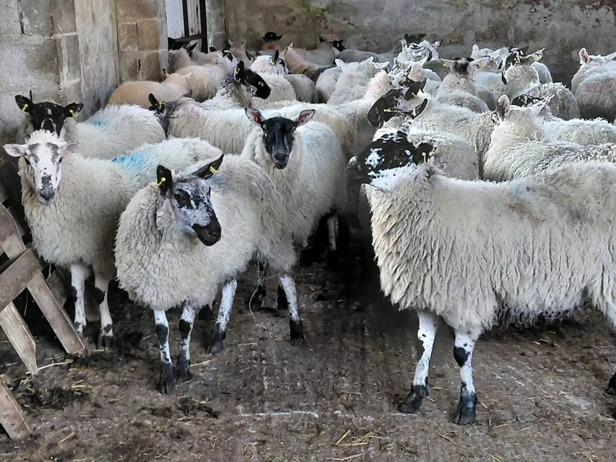 Ewe lambs Hoggot breeders. - Image 4