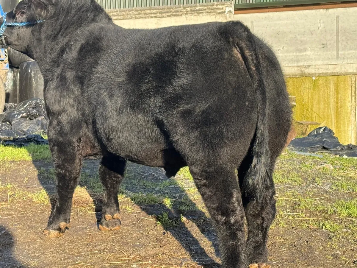 Black & Red Angus Bulls - Image 2