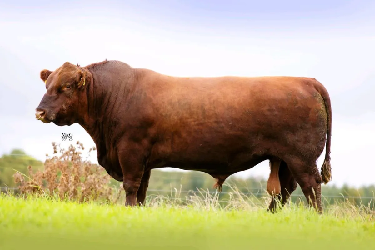 Black & Red Angus Bulls - Image 3