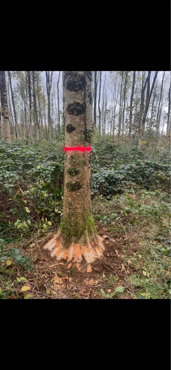 Ash Hurley butts - Image 1