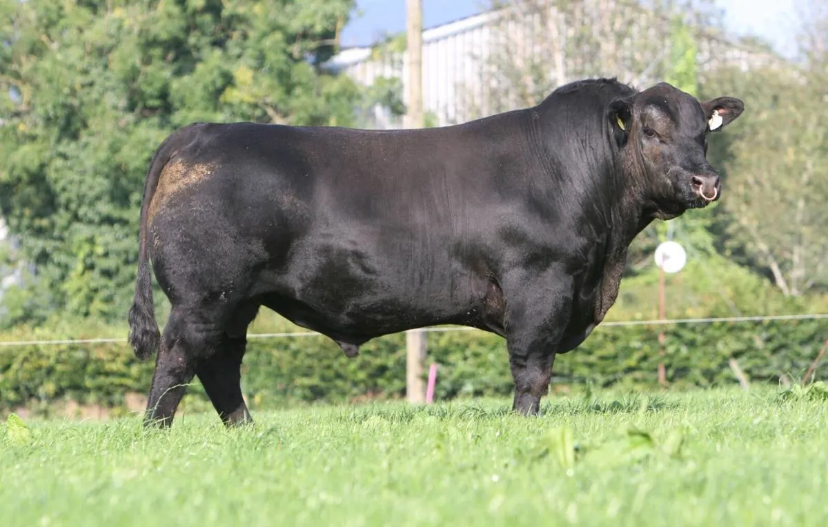 Black & Red Angus Bulls - Image 4